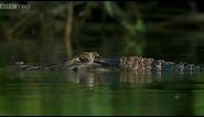 Giant Otters vs Caiman - Natural World 2012-2013: Giant Otters of the Amazon Preview - BBC Two