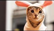 Easter Bunny Kitty