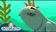 Octonauts - Marine Iguanas & The Lost Lemon Shark | Cartoons for Kids | Underwater Sea Education
