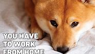 14 Working from Home Memes That Are Hilariously Accurate