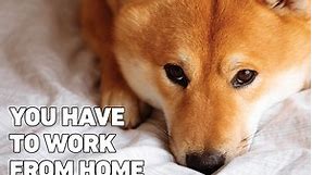 14 Working from Home Memes That Are Hilariously Accurate