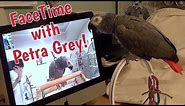 Einstein and Petra Grey (the famous Amazon Alexa Parrot) FaceTime together