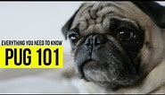 What you need to know about Pugs? Check out this video and see.