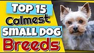 Top 15 Calmest Small Dog Breeds That You Would Never Guess 😮