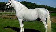 Andalusian Horse Breed Information, History, Videos, Pictures