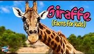 Giraffes For Kids - 10 facts about the world’s tallest animal