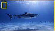 Tiger Shark Database | World's Biggest Tiger Shark?
