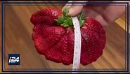 Massive Israeli strawberry breaks Guinness World Record