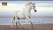 10 Most Popular Horse Breeds