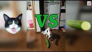 Cats vs Cucumbers Compilation