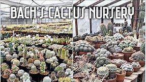 Bach's Cactus Nursery | Tucson, AZ | Epic plant shopping & greenhouse tour ft. rare specimens