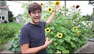 How to Grow Sunflowers Complete Growing Guide