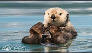 Protecting Sea Otters