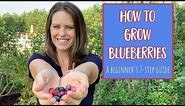 How to Grow Blueberries: 7 Step Guide for Beginners