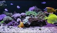 Coral Reef Screensaver Video - the Coral Reef Tank