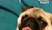 Pug Hilariously Snores With Eyes Open and Tongue Out of Mouth