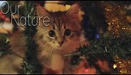 Kitty in the Christmas Tree! Kittens Playing in Christmas Trees Compilation 2017