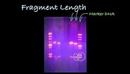 Determining DNA Fragment Length in a Gel
