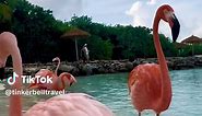 🦩💕😍 🏝️ Flamingo Beach 🇦🇼 #aruba #arubabeach #arubabonbini #renaissancewindcreekarubaresort #flamingobeach #flamingos #pinkflamingo #pink #love #onehappyisland #birdslove #eauturquoise #plageparadisiaque #carribeanvibes #visitaruba #traveltok #tiktokvoyage #oualler #heaven #tropicalbeach #evasion #passionvoyage #fry #fryp #pourtoi #voyage #tropicalparadise @Beautiful Destinations @BEST VACATIONS