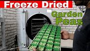 Freeze Dried Garden Peas -- Freeze Dry Your Vegetables!