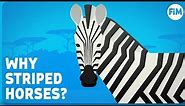 Why Do Zebras Have Stripes?