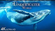 Underwater World 4K - Incredible Colorful Ocean Life | Marine Life | Scenic Relaxation Film