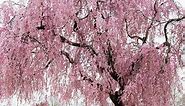 Weeping Yoshino Flowering Cherry