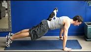 How to exercise with your cats!