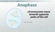 Anaphase in Mitosis & Meiosis | Definition & Characteristics