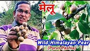मेलू पहाड़ी फल~ खाया क्या?? 🤤🤤| Wild Himalayan Pear || Pyrus Pashia ||