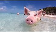Swim with the pigs in this tropical paradise