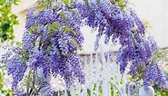 Grow a Wisteria Archway with These Native Species That Won’t Take Over