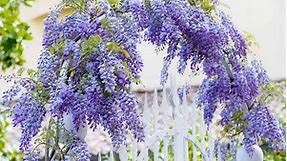 Grow a Wisteria Archway with These Native Species That Won’t Take Over