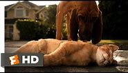 Cats & Dogs (1/10) Movie CLIP - Catnapped (2001) HD