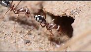 Cataglyphis bombycina (saharan silver ant)