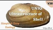 Ultrastructure or Fine structure of shell | Periostracum | Prismatic layer | Nacre | Mother of pearl