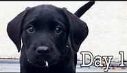 Black Labrador Puppy's FIRST DAY HOME! SUPER CUTE!
