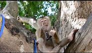 Crazy monkey attack and steals sunglasses Funny Video
