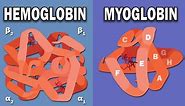 HEMOGLOBIN AND MYOGLOBIN BIOCHEMISTRY