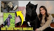 Cane Corso PUPPIES Available! Don't Miss On a Bruce Wayne!