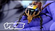Singapore's Remote-Controlled Cyborg Insects