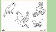 Printable Bird Colouring Page