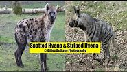 Spotted Hyenas & Striped Hyenas - The Differences - By G.Delhaye Photography