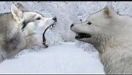 Siberian Husky vs Samoyed - Highlights