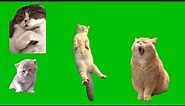 4 Funny Sleeping Cats Meme Greenscreen Chroma Key Template