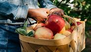 Okay, Really: Are Bruised Apples Safe To Eat?