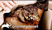 Vet's Amazing Efforts Save Tegu Lizard | The Vet Life | Animal Planet