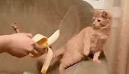 Funny Cats Spooked by Bananas Compilation