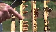 Iskustva profi pčelara - Proizvodnja matica i matičnjaka