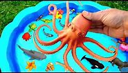 Learn With Wild Animals in Blue Water Tub Shark Toys For Kids